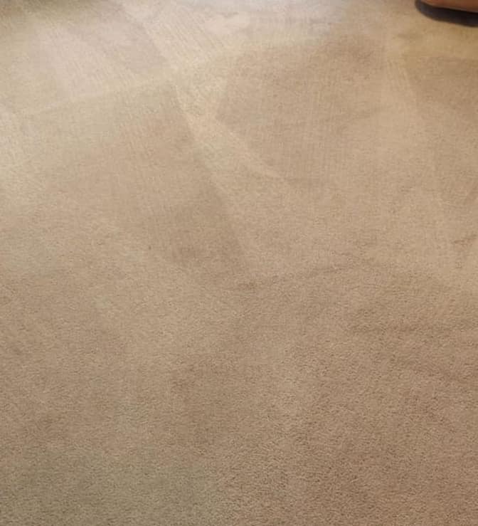 After: the same carpet steam-cleaned, even and bright